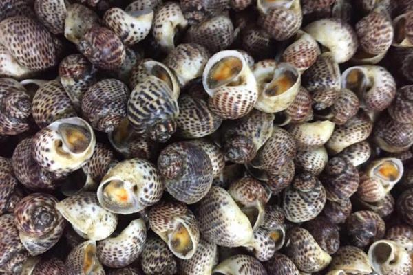Hình ảnh ốc Thuỳ Dương