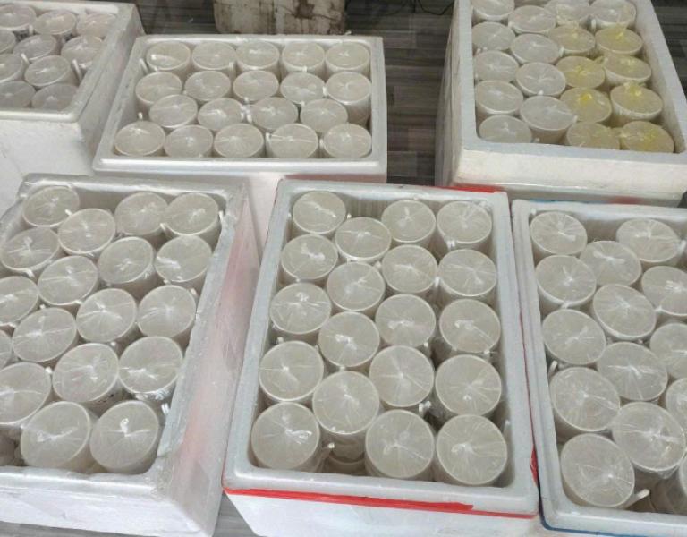 Hình ảnh ốc Thuỳ Dương
