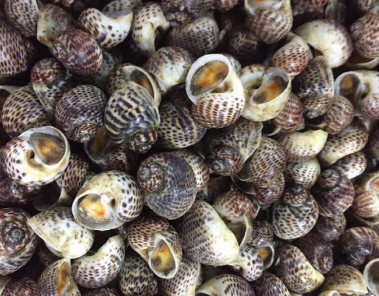 Hình ảnh ốc Thuỳ Dương